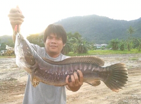 ชะโดภูเก็ต