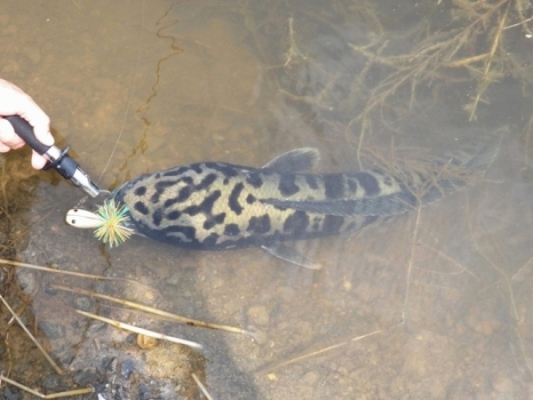 ชะโดลองของ