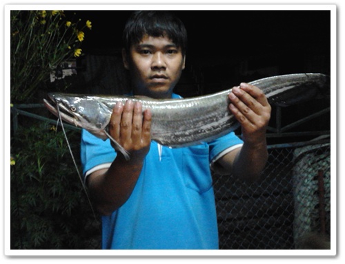 ในวันที่เอารอกไปล้าง ขอทำตามวิธีภูมิปัญญาชาวบ้าน (ยกยอ)