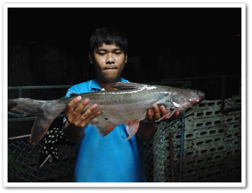 ในวันที่เอารอกไปล้าง ขอทำตามวิธีภูมิปัญญาชาวบ้าน (ยกยอ)
