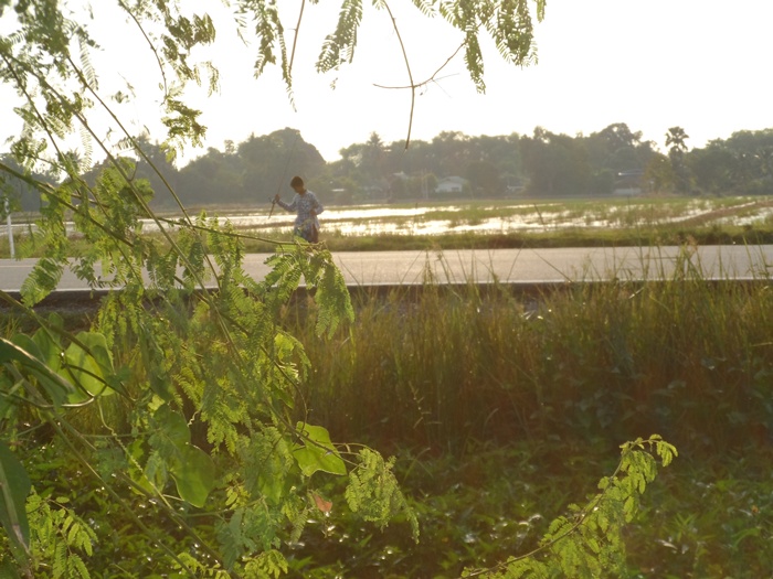 ช่อนนาพาเพลิน (มีคลิป)