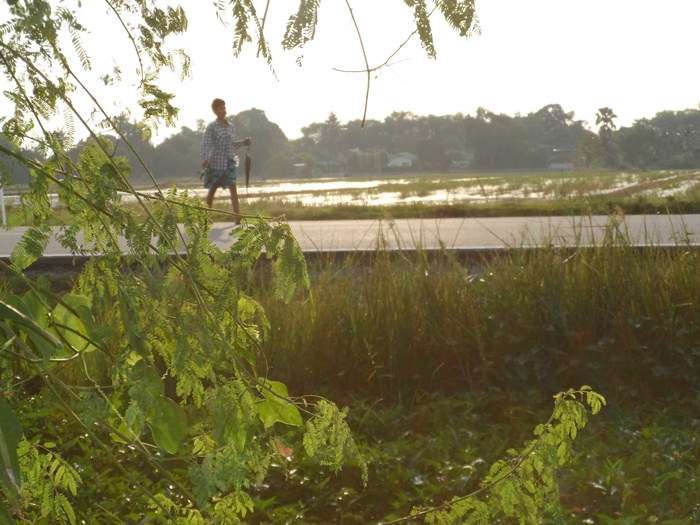 ช่อนนาพาเพลิน (มีคลิป)