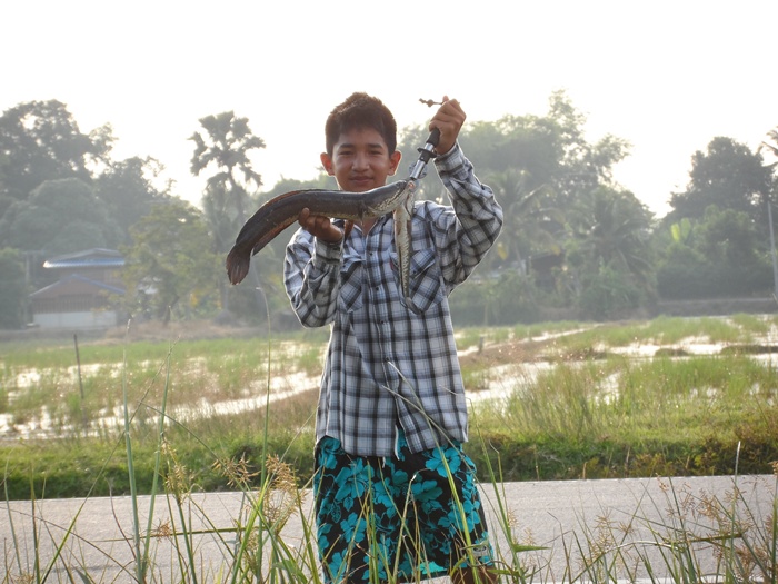 ช่อนนาพาเพลิน (มีคลิป)