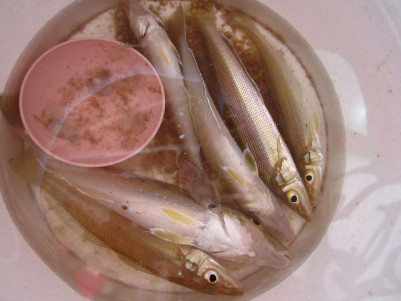 เห็ดโคลน