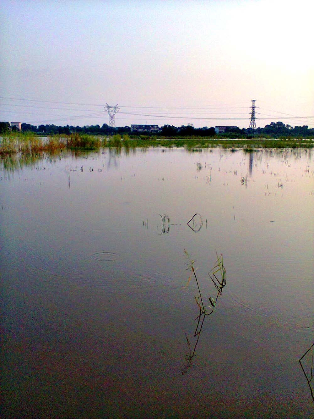ชะโด  "ลพบุรี"