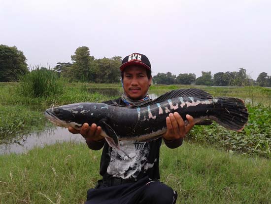 ชะโดรวม