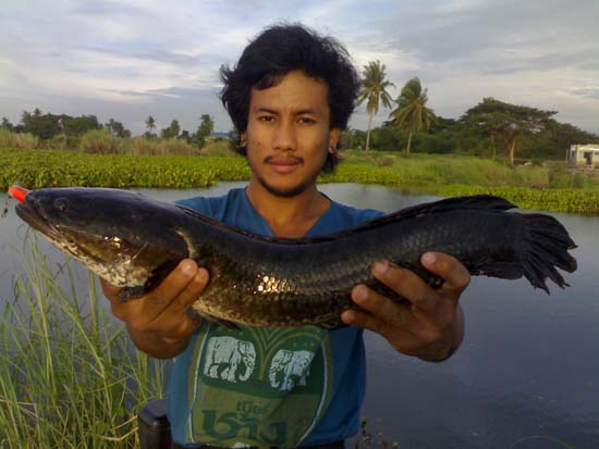 ชะโดรวม