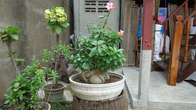 ขอคำแนะนำการเล่นชวนชมหน่อยครับ  ขออภัยที่ไม่เกี่ยวกับการตกปลา