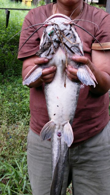 ตกหน้าดินคลองหลังบ้าน