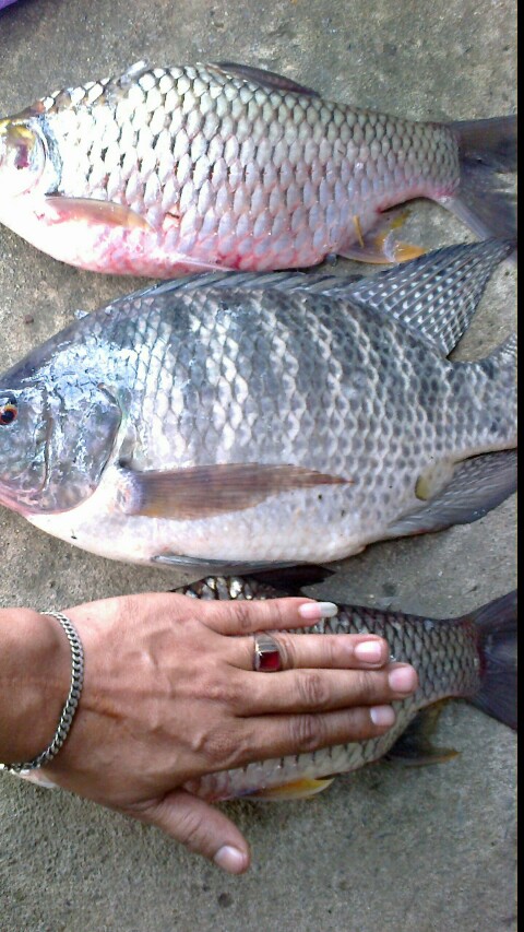 วันว่างๆไม่รู้ทำไร เลยจัดมันหลังบ้าน