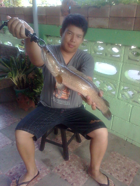 ช่อน รวมรวม ที่เมืองน่านครับ