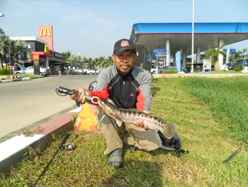 ชะโด!!!!!!!! ข้างทาง (หน้าปั้ม)