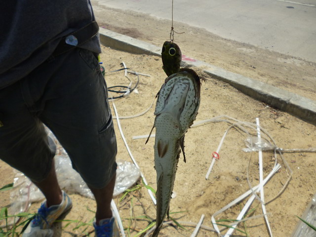 ซ้ำหมายข้างทางอีกรอบ
