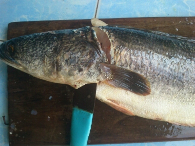 ปลาชะโดแดดเดียว