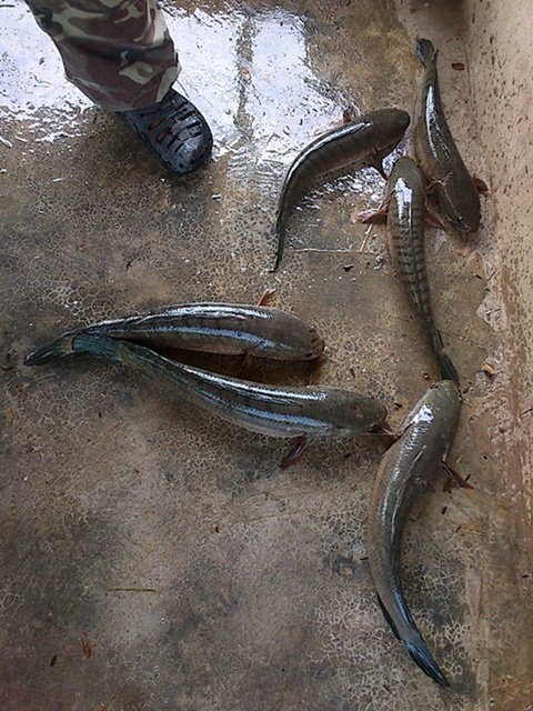 ปลาช่อนครับ ปลา ช่อน