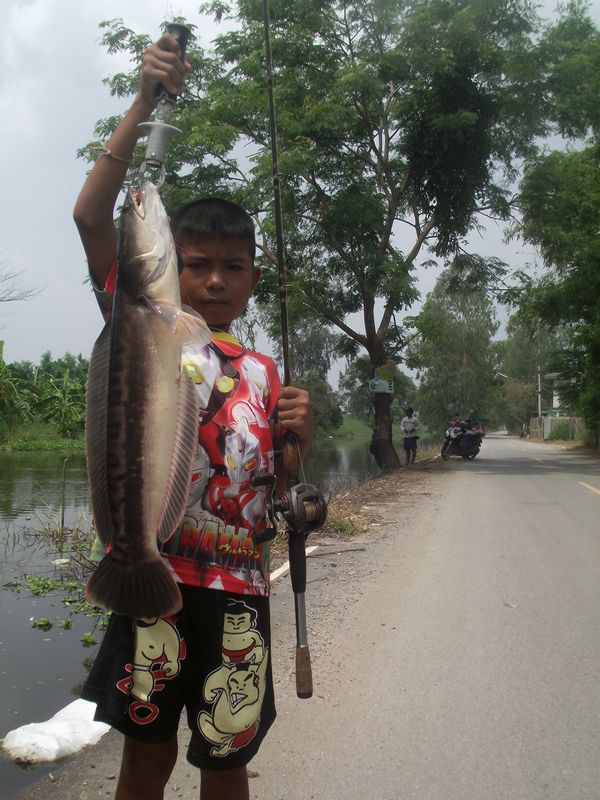 ชะโดคลองปทุมธานี