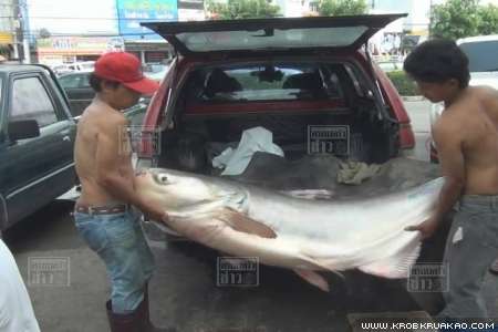 จับปลาบึกยักษ์เกือบ 100 กก ข่าว