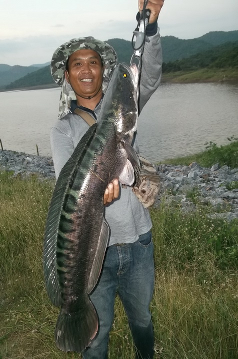 +++คันRAPARA เวท8-17 lb...งัดไซส์ยักษ์..+++++