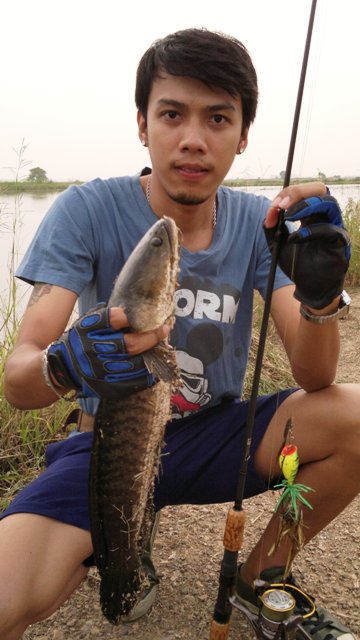 กบยังไม่ตาย