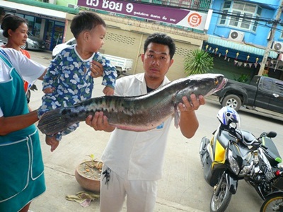 โธ่......ตายง่ายๆๆๆ