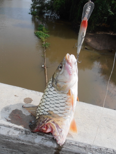 กระสูบแม่น้ำ