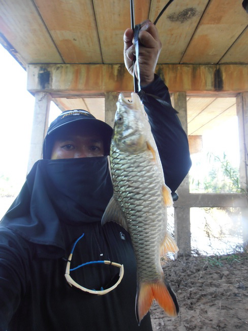 กระสูบแม่น้ำ