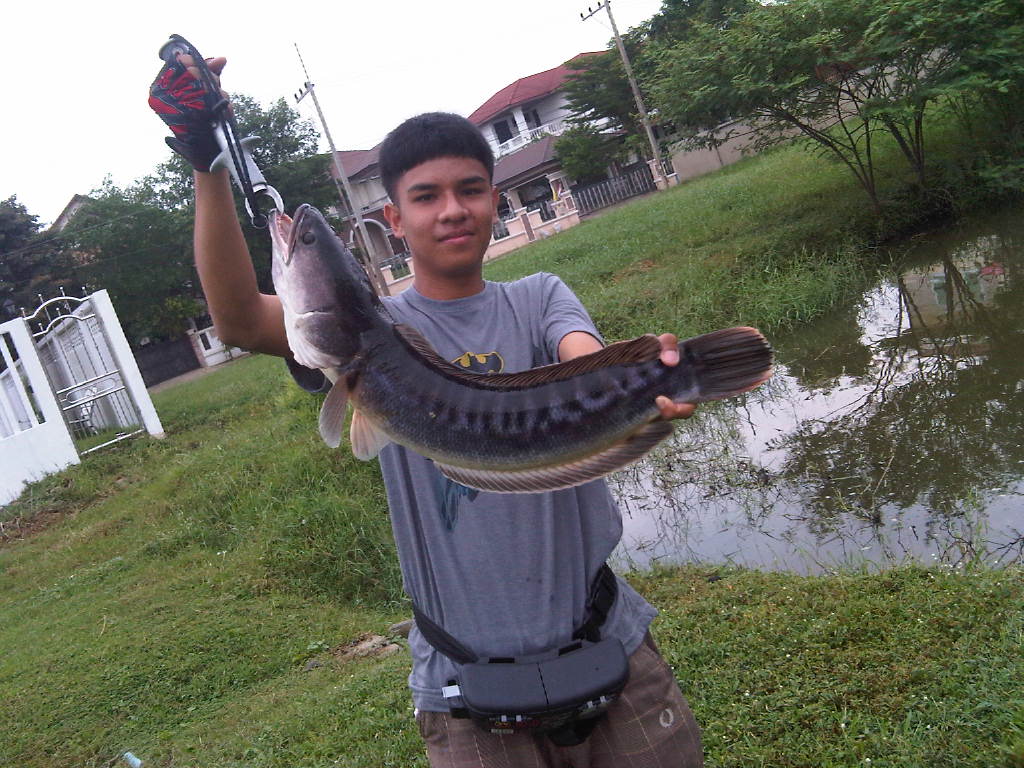ส่งผลงานกบ yoolek  