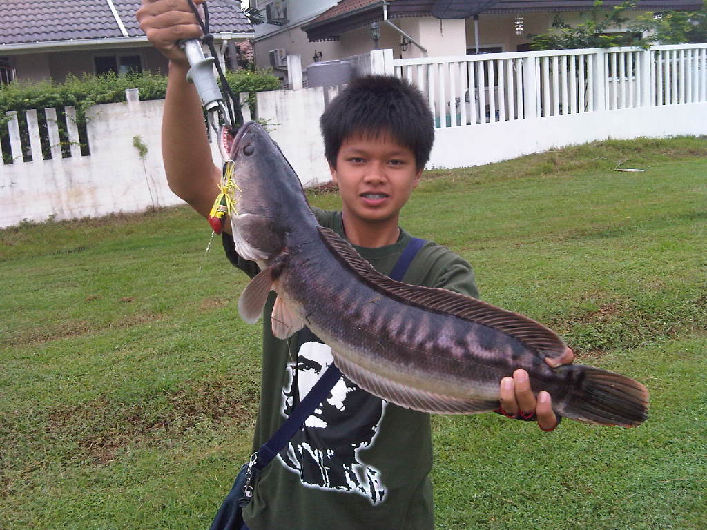 ส่งผลงานกบ yoolek  