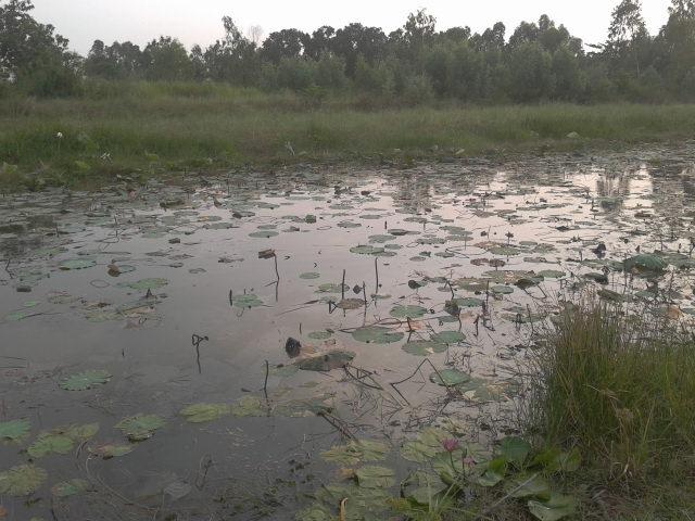 ชะโดบางน้ำเปรี้ยว