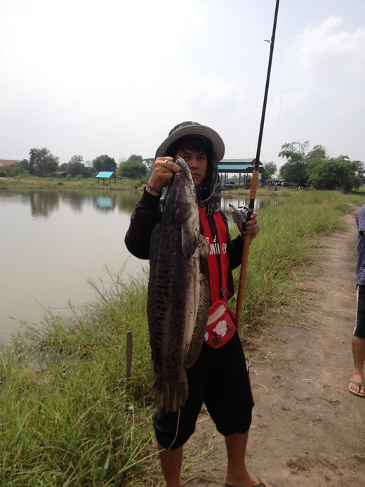 ชะโดปากกรานยุดยา03/11/12