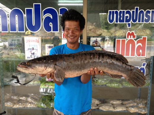 ชะโดปากกรานยุดยา03/11/12