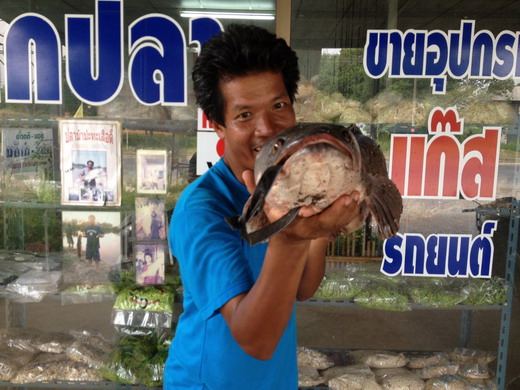 ชะโดปากกรานยุดยา03/11/12