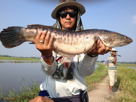 ชะโดปากกรานยุดยา04/11/12