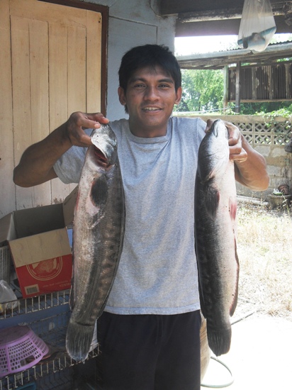 ชะโดลพบุรีก็มีเหมือนกัน