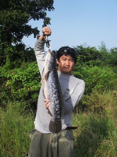 ชะโดลพบุรีก็มีเหมือนกัน