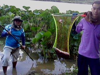 ชะโดบ่อทรายอีกแล้ว