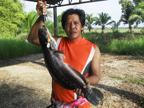 ชะโดลพบุรีก็มีเหมือนกัน 2