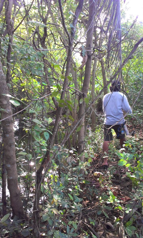 ปลานาศาลายา