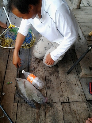 ปลาแก่งกระจาน