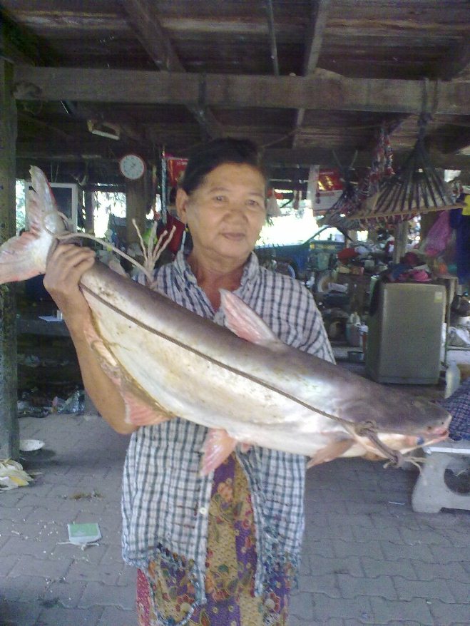 เจ้าพระยาพาเพลิน
