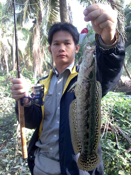 +++ ปลากระสงแถวบ้านผมครับ +++