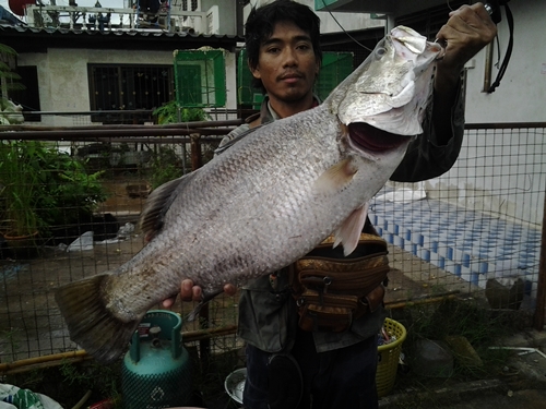 กระพงขาว@ยุดยา