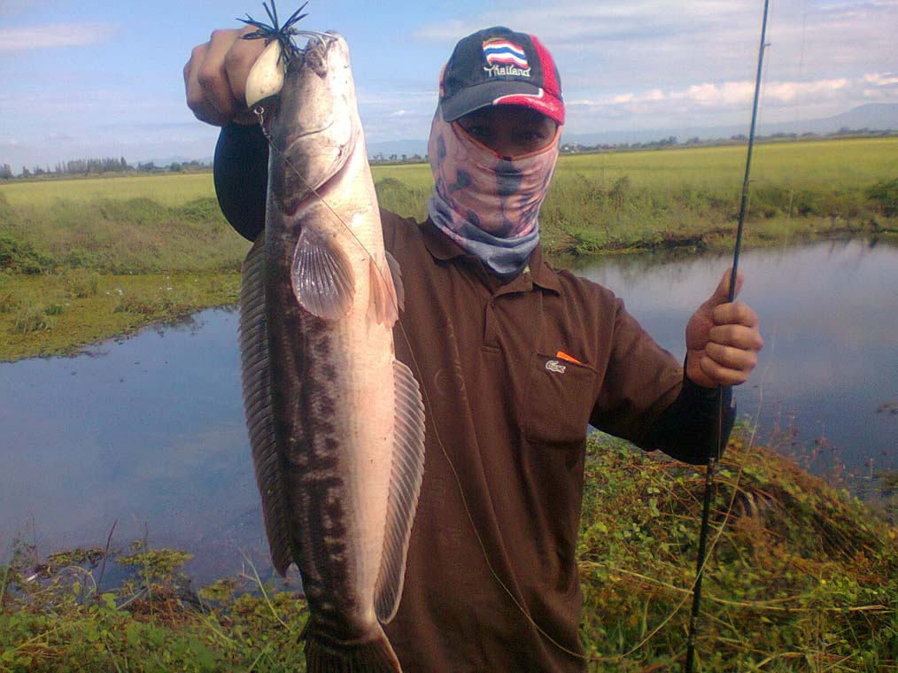 ชะโดบ้านสร้าง..ปะทะ.,..กบกริ่งบอยเทพ....เทพจริงจริง......ขอบอก