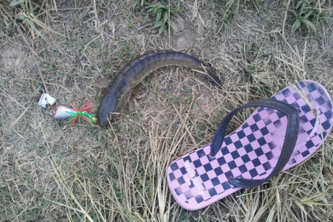 ช่อนน้อยๆ กับกบใบพัดทำเอง