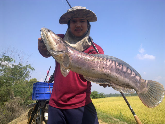 ลองเหยื่อสด หมายนครหลวง ยุดยา