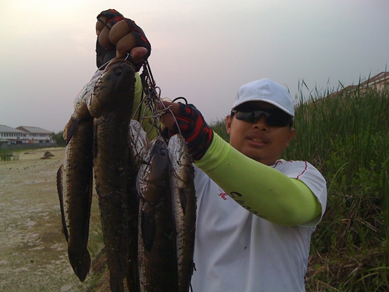 อัพเดชปลาช่อนวังกุ้งซิงๆคับ ปิดรับสมัครแล้ว