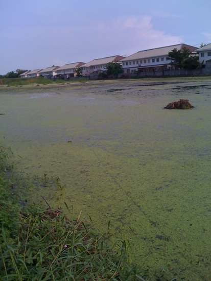 อัพเดชปลาช่อนวังกุ้งซิงๆคับ ปิดรับสมัครแล้ว