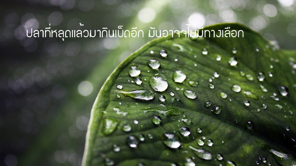 คำคมนักตกปลา ครั้งที่ 23