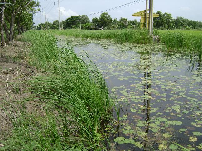 << กบยางของผมครับน้าๆ >>