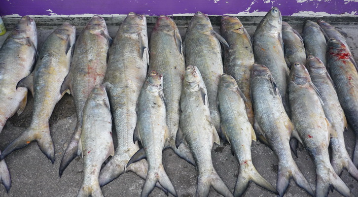 วันเดียวแท้ๆ คลองใหญ่ จ.ตราด บ้านเราฮิ